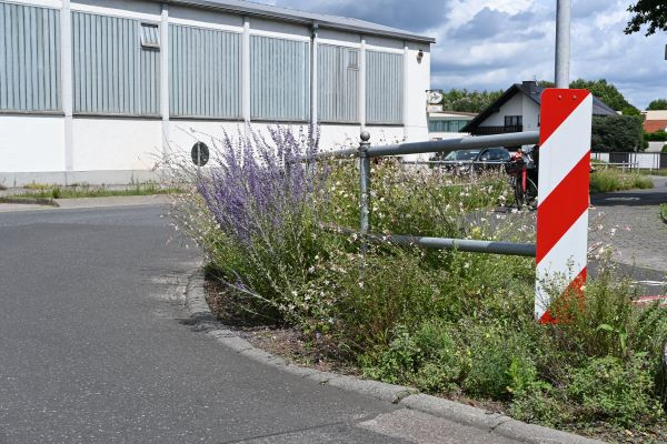 Blühfläche_Straßenbegleitgrün_Mflg-Straße_2025web