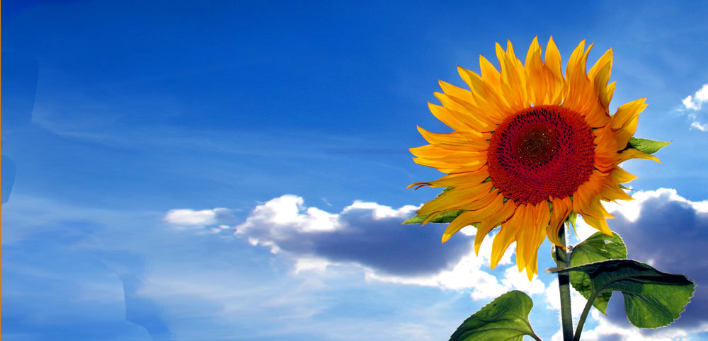 sonnenblume